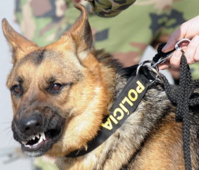 Policajný pes vypátral ukradnutého nemeckého ovčiaka