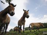 Konské mäso vo Francúzsku obsahovalo škodlivé drogy