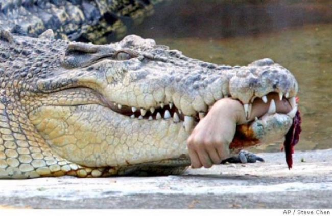 Vykonali pitvu najväčšieho krokodíla chovaného v zajatí