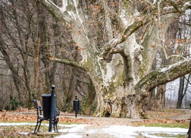 O titul Európsky strom roka bojuje 140-ročný platan