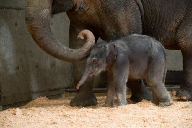 V pražskej zoo sa narodilo sloníča, prvé v jej histórii