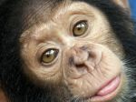 Laboratórne šimpanzy prekonávajú traumu s antidepresívami