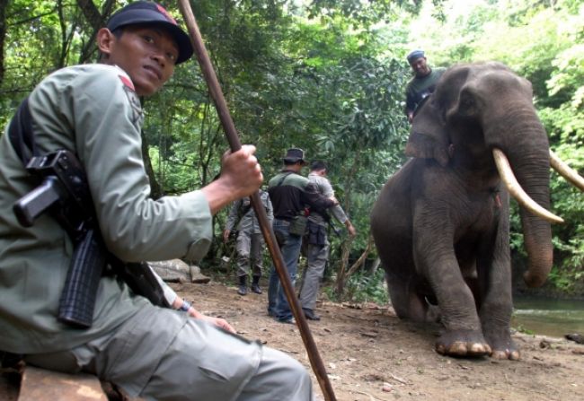 Slonom pralesným hrozí vyhynutie