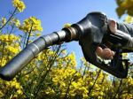 Biopalivá nevytláčajú zo slovenských polí jačmeň