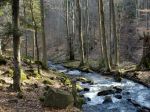 Najznámejšie slovenské pralesy oslavujú sto rokov
