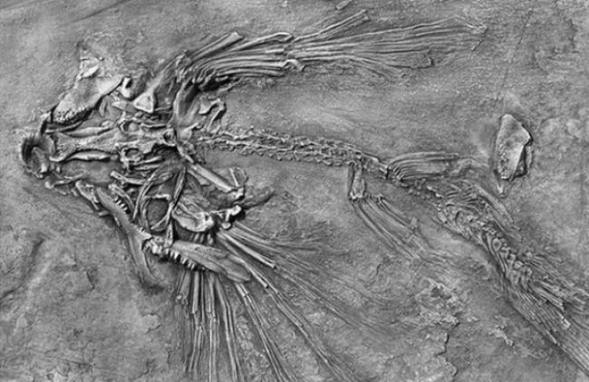 Dievča našlo fosílie pterosaura, pomenovali ho po nej