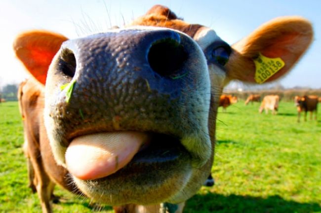 Slovenskí farmári sa obávajú zrušenia mliečnych kvót