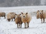 Britániu trápi sneh a silný vietor, jar stále neprichádza