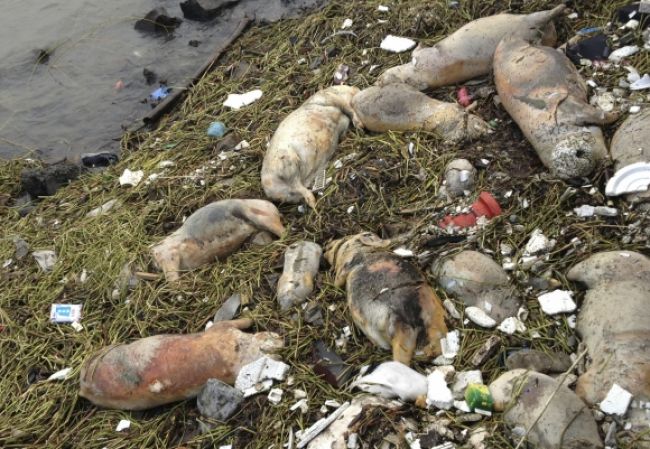 Po sviniach našli v čínskej rieke tisíc mŕtvych kačíc