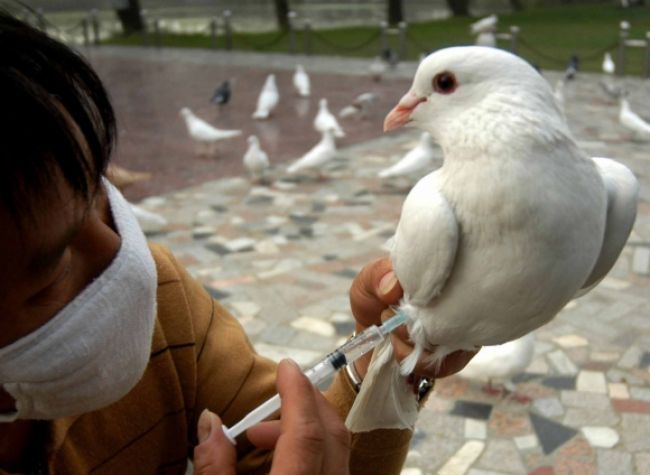 Čína bojuje s vtáčou chrípkou, zaočkuje desaťtisíce holubov