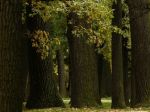 Trnave chýbajú stromy, na nové schválili 12-tisíc eur