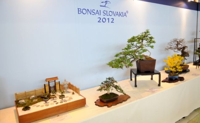 V Nitre sa na Bonsai Slovakia predstaví 14 krajín sveta