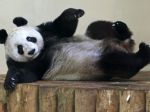 Panda veľká v Edinburskej zoo podstúpila umelé oplodnenie