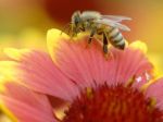 Čiastočný zákaz postrekov ochráni včely a vtáky
