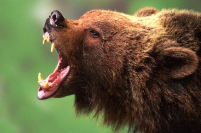 Rozzúrený medveď zaútočil na poľovníkov, jedného dohrýzol