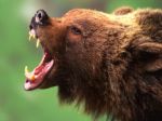 Rozzúrený medveď zaútočil na poľovníkov, jedného dohrýzol