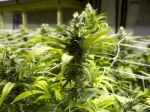 Policajti objavili stovky dávok marihuany
