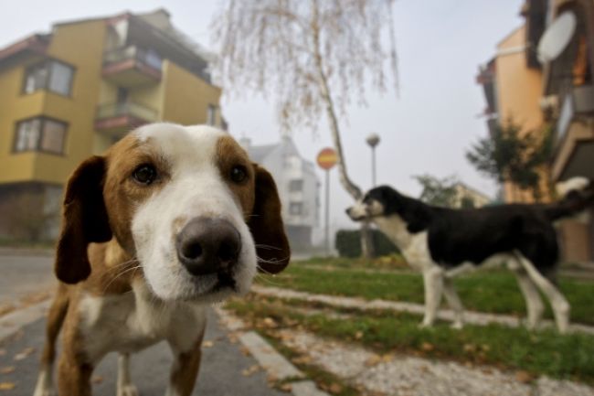 Mesto Žilina zverejní zoznam psov na internete
