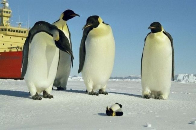 Vedci zistili, prečo tučniaky nedokážu lietať