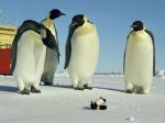 Vedci zistili, prečo tučniaky nedokážu lietať