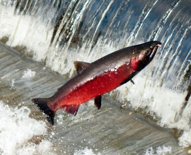Geneticky modifikované lososy sa dokážu krížiť so pstruhmi