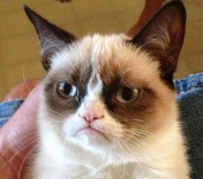 Internetová senzácia Grumpy Cat bude hviezdou filmu