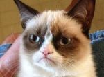 Internetová senzácia Grumpy Cat bude hviezdou filmu