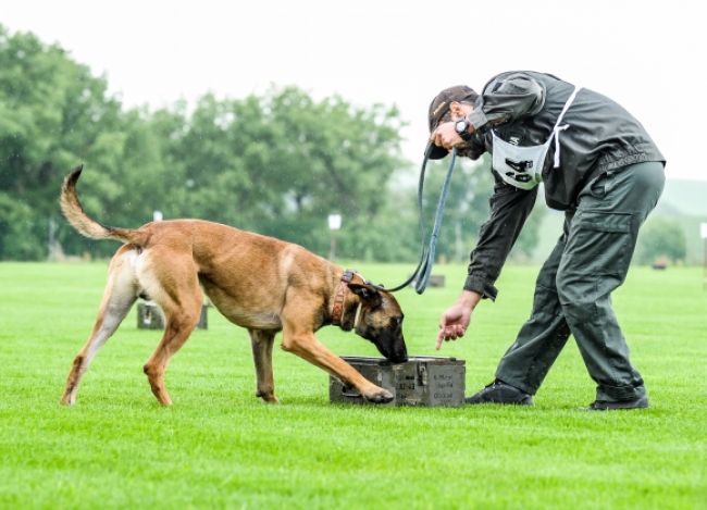 Najlepší policajní psi súťažia v hľadaní drog a výbušnín