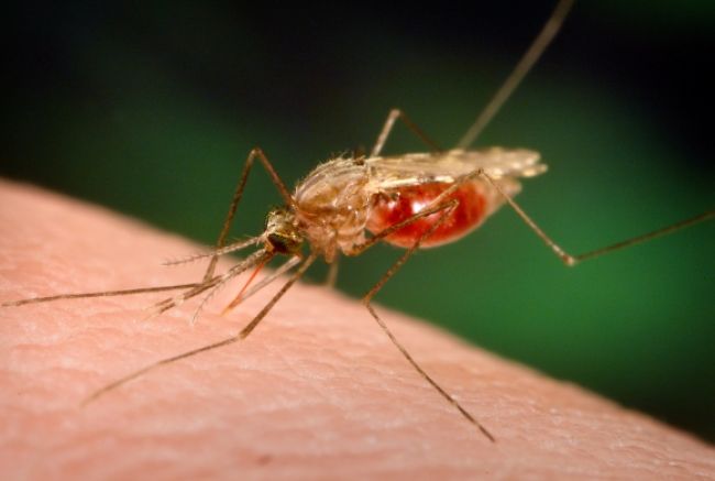 Pri boji s komármi sme nič nezameškali, tvrdí Zvolenská