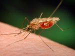Pri boji s komármi sme nič nezameškali, tvrdí Zvolenská