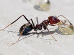 Inšpekcia v Lidli našla mravce, udelila rekordné pokuty