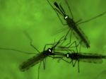 Komáre útočia, hygienici odporúčajú obciam postreky