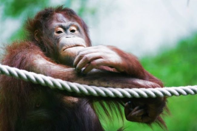 Viedenská zoo Schönbrunn je najlepšia v Európe