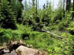 Richard Sulík by bol rád, keby sa sprivatizovali Štátne lesy