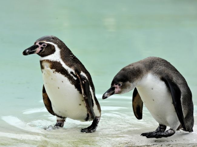V košickej ZOO majú DinoPark a krstili tučniakov