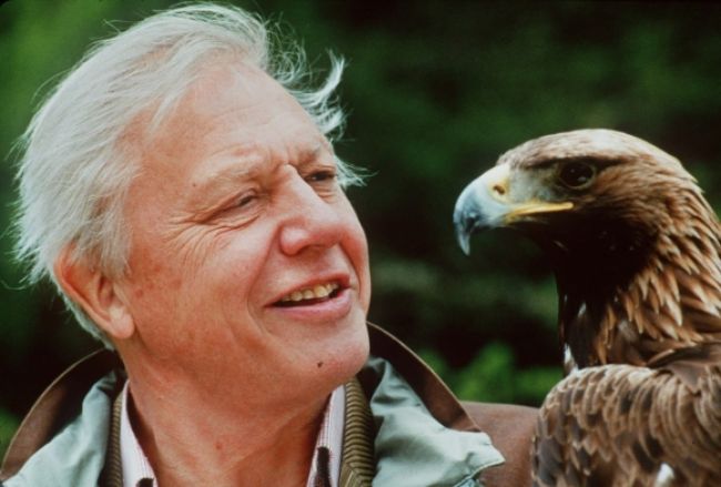 Známeho prírodovedca Attenborougha čaká operácia srdca