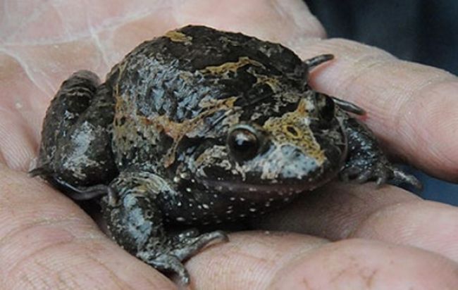 Znovuobjavená žaba je žijúcou fosíliou