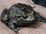 Znovuobjavená žaba je žijúcou fosíliou