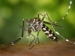Ako bojovať proti komárom?