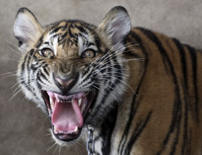 Správcu talianskej zoologickej záhrady zabili tri tigre