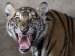 Správcu talianskej zoologickej záhrady zabili tri tigre