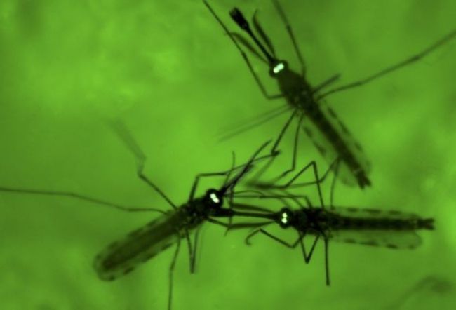 Komáre budú v Bratislave postrekovať z lietadiel