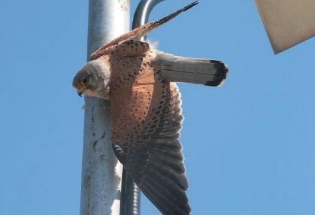 Ochranári zachránili život dravcovi, ktorého uväznila anténa