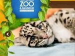 Americká ZOO využila IT na rast návštevnosti