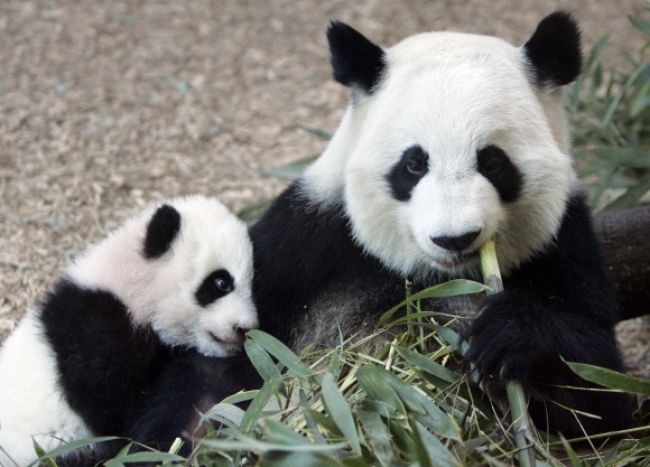V atlantskej zoo sa narodili dve mláďatá pandy veľkej