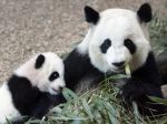 V atlantskej zoo sa narodili dve mláďatá pandy veľkej