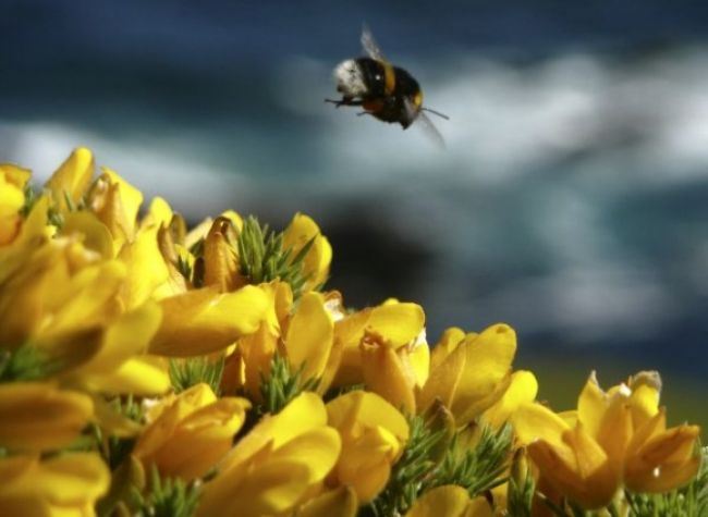 Horskí záchranári mali plné ruky práce, ženu poštípali včely