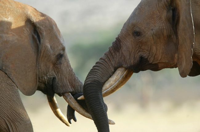 Slonice v ZOO Bojnice majú špeciálnu starostlivosť