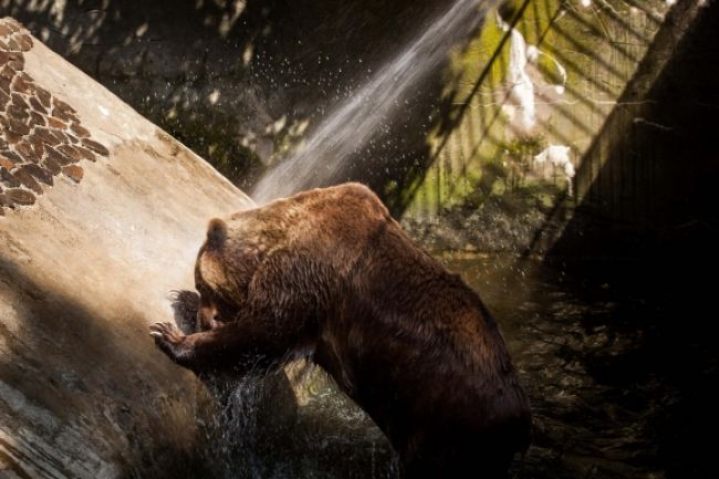 Horúčavy trápia zvieratá v ZOO, pomáha im sprcha