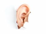 Vedci vytvorili zo živočíšneho tkaniva ľudské ucho